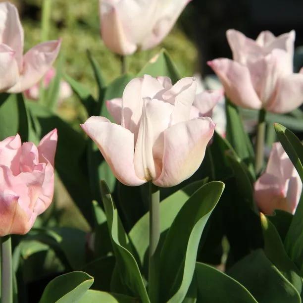 Rejoyce Tulip (Tulipa Rejoyce) Img 1
